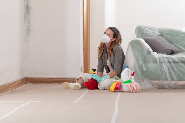 Reliable Basement Mold Removal contractor in Oxford, MI by Cheap Mold Removal