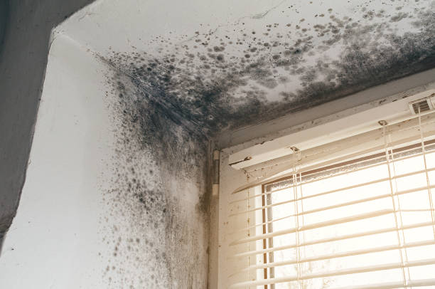 Trusted Black Mold Removal service in Oxford, MI - Cheap Mold Removal