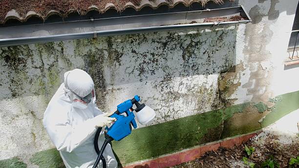 Trusted Crawl Space Mold Removal service in Oxford, MI - Cheap Mold Removal
